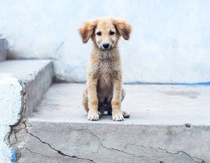 Sevilla empezará a matar perros