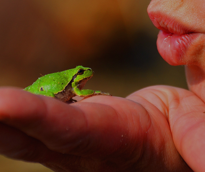 putilandia-ranas-principe
