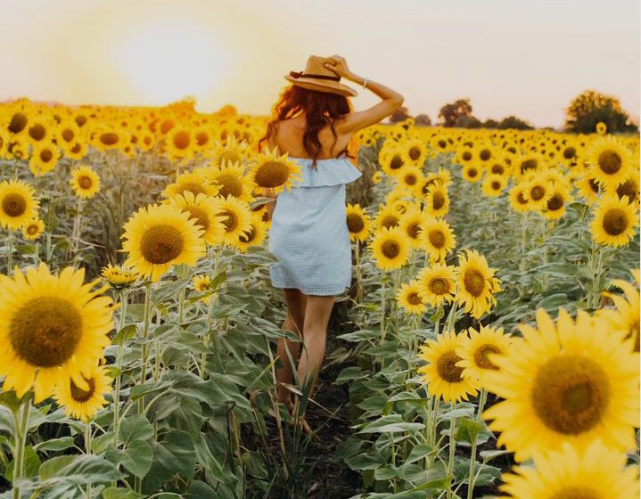 girasol