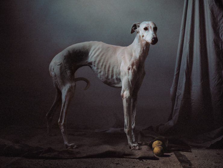 galgos
